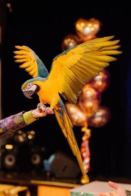 Шоу с попугаями