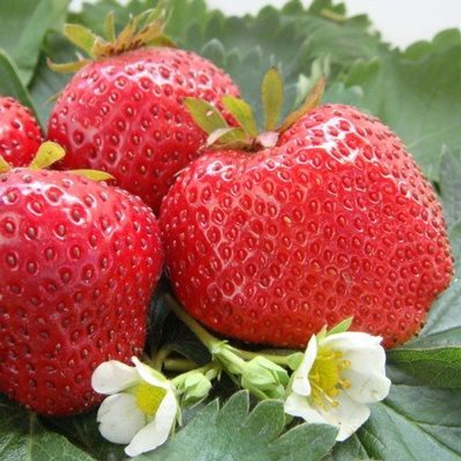 Земляника садовая Максим Гигантелла Максим Р9 Закупка М65 май-июнь 2026