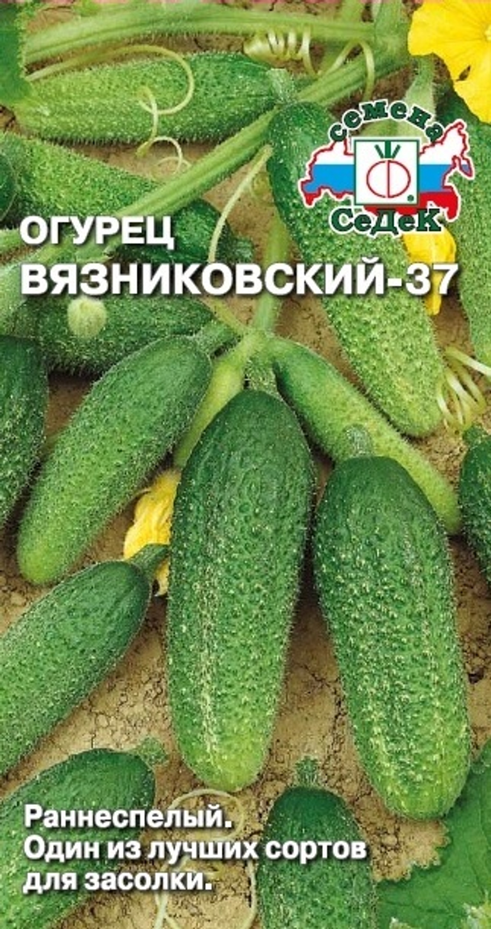 огурец Вязниковский 37