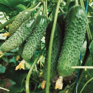 Огурец Муссон 10 (семян)