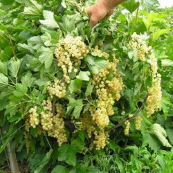 Смородина Версальская белая