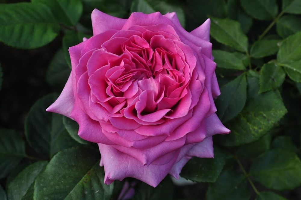 Шартрез де Парм (Chartreuse de Parme)