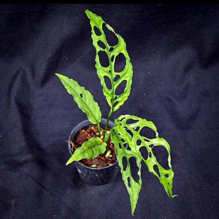 Монстера OBLIQUE PERU