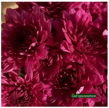 Хризантема мультифлора Purle /м.25 /поставка весна 2026г/