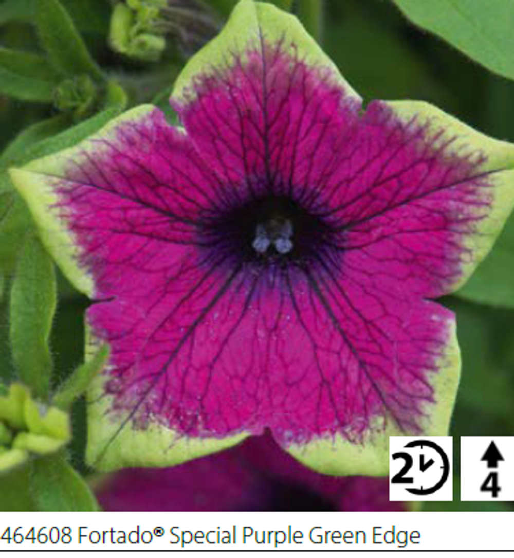 ЕВРО Петуния Fortado Special Purple Green Edge укореннный черенок ОКС февраль 26 Volmary