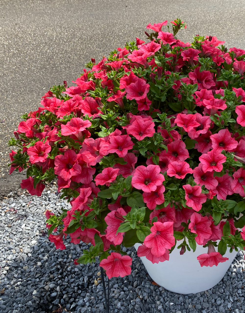 ЕВРО Surfinia Trailing Hot pink cherry ОКС укорененный черенок
