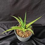 Сансевиерия PHENOMENAL YELLOW VAR