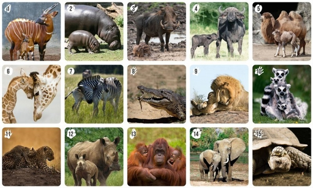 Ми-Ми-Мемо: Африка