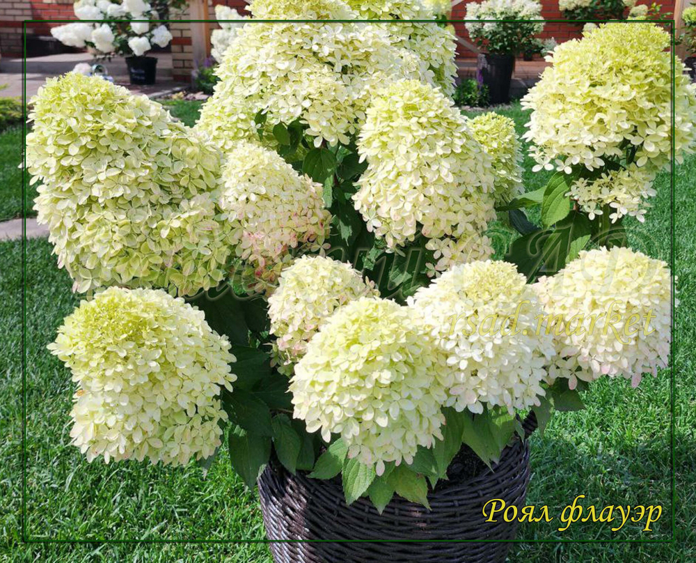Гортензия метельчатая Роял Флауэр- королевский цветок (Hydrangea paniculata `Royal Flower`)