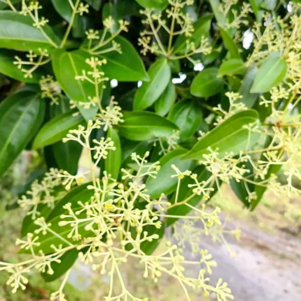 Коричник цейлонский – Cinamomum verum