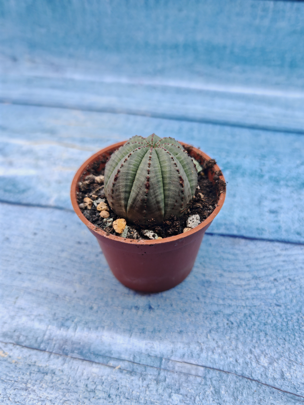 Euphoria Obesa (Эуфорбия)