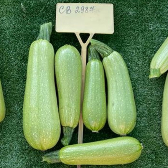 СВ 2987 ЯЛ семена кабачка (Seminis / Семинис) – фото 3