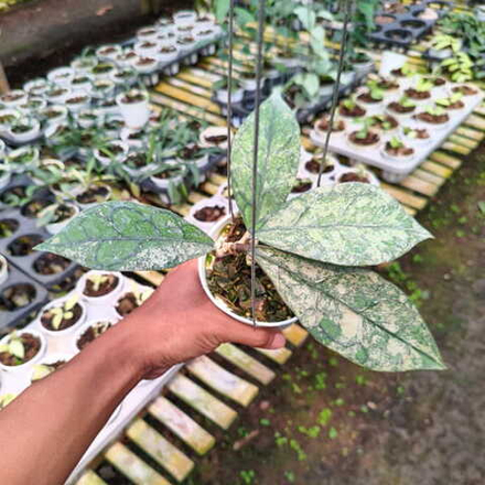 Хойя CLEMENSIORUM BORNEO SILVER