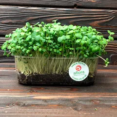 СРЕЗ / Горчица микрозелень / 1 шт