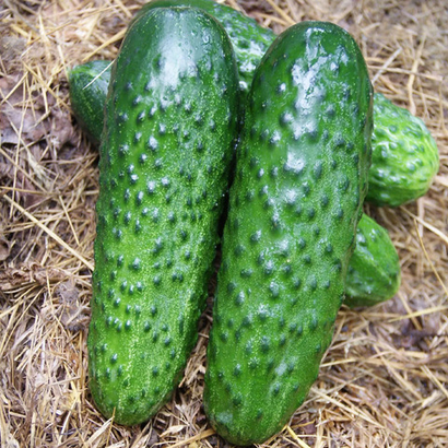 Рубинштейн F1 семена огурца партенокарпического (Rijk Zwaan / Райк Цваан)