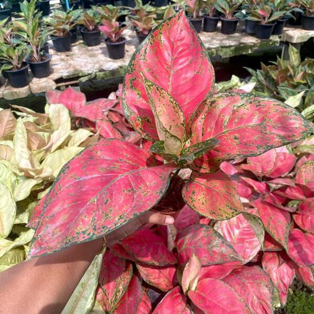 Аглаонема RED VENUS