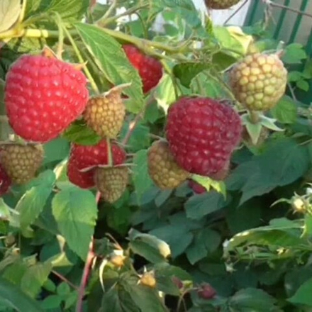 Малина Жозели