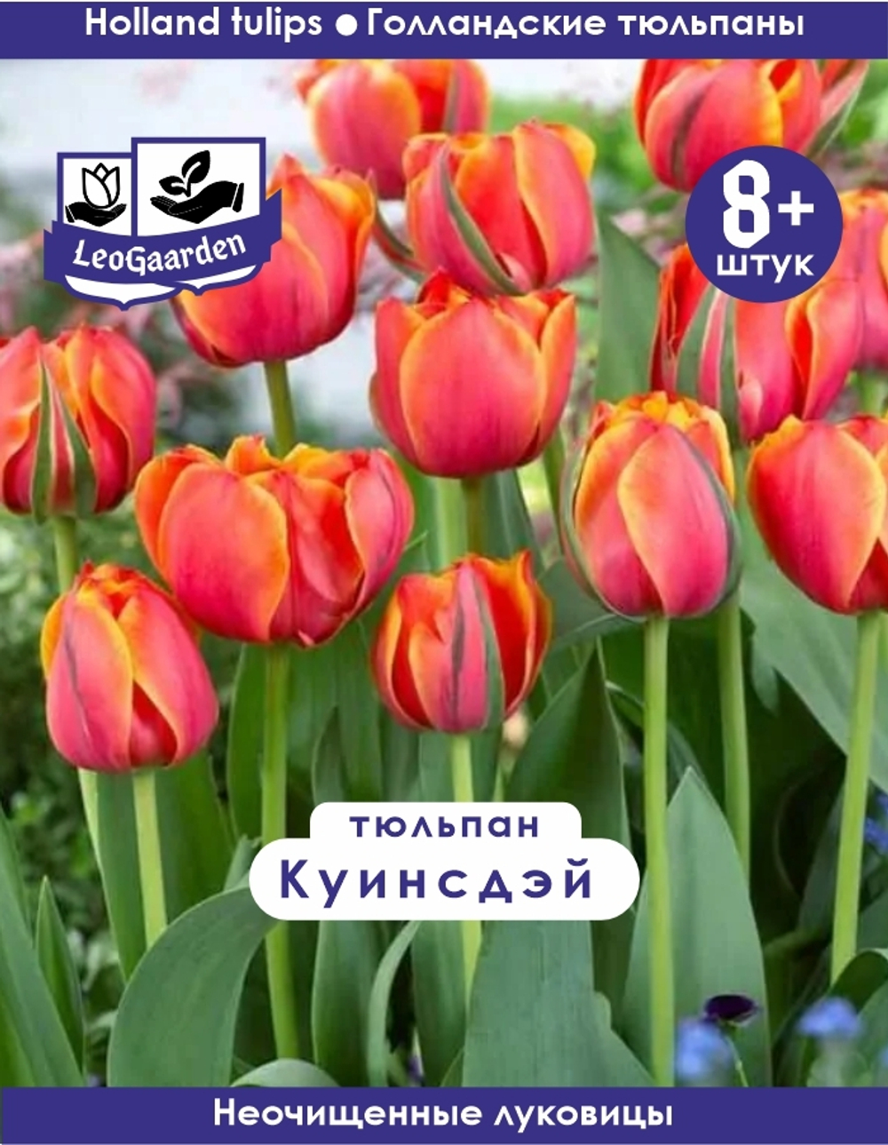Тюльпан Луковица, Куинсдэй, 8+ шт