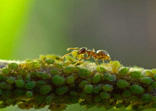 Защищаем саженцы от муравьев и тли: без химии