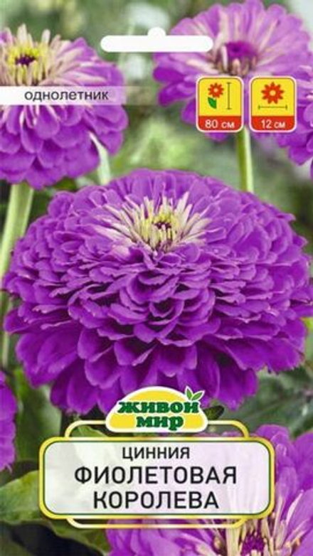 Цинния "ЖМ. Фиoлeтoвaя кopoлeва" 1г., Польша.
