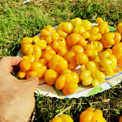 Помидоры - Первый Фила - Phil's One Tomato