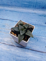 Haworthia Comptoniana hyb. (Хавортия)