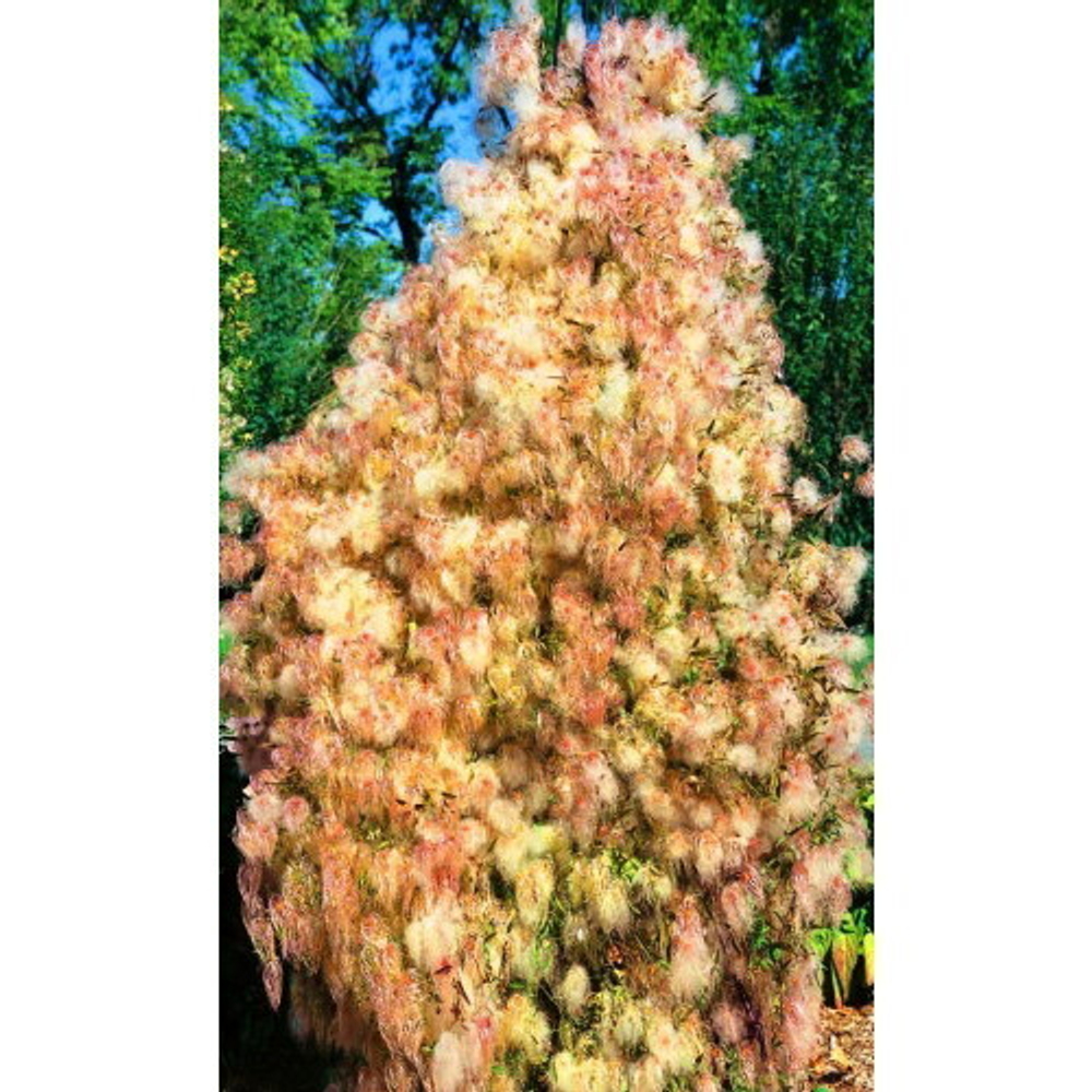 Семена Клематис тангутский Снежный Человек (УД) Е/П