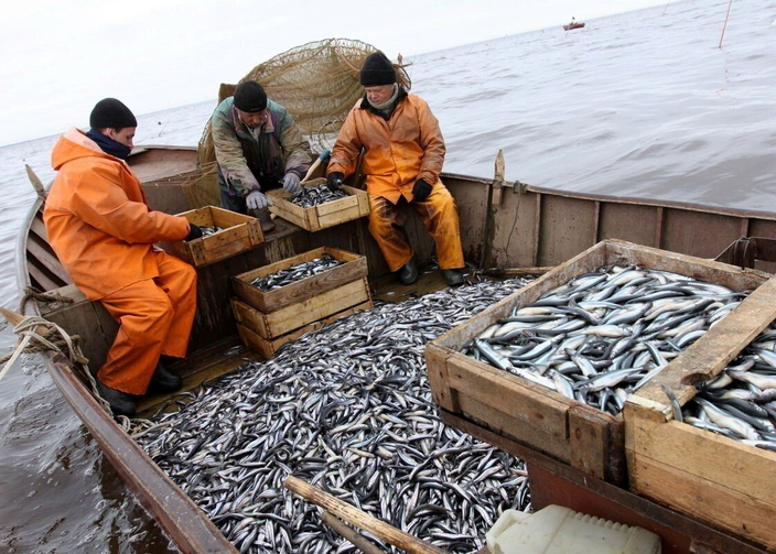 Сами ловим рыбу для вас!