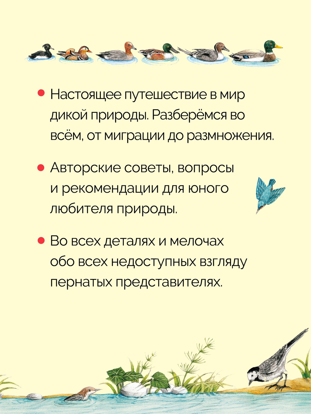 Книга о птицах. BIObook А. Толмачёва