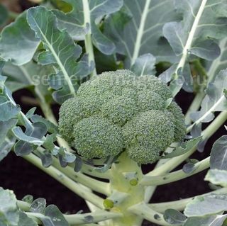 Капуста брокколи Монако F1  2 500 (семян)