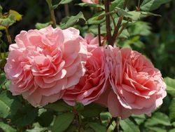 Френсис Блейз (Francis Blaise)