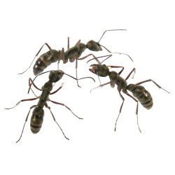 Муравьи Diacamma rugosun (Морщинистый муравей)