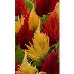 Семена Целозия перистая Яркий факел 0,1гр (УД) Е/П