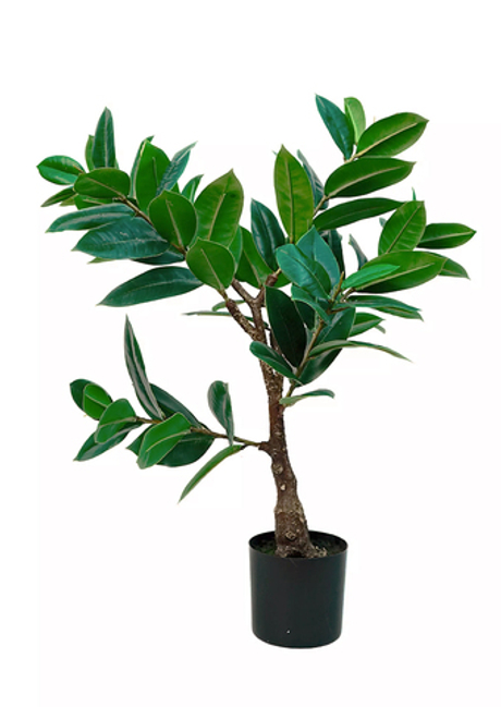 Фикус Эластика Мелани - Зеленый