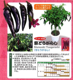 Сладкий Фиолетовый Японский Чили Перец Мурасаки Тогараши Ямато - 紫とうがらし