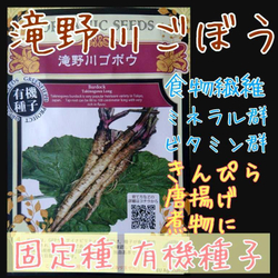 Сортовой Корнеплодный Японский Лопух Такиногава Гобо - 滝野川ゴボ