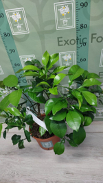 C. grandis × C. paradisi