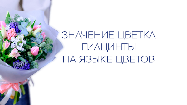 Значение цветка гиацинты на языке цветов