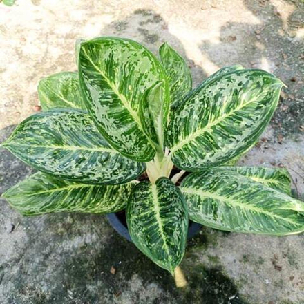 Аглаонема KING