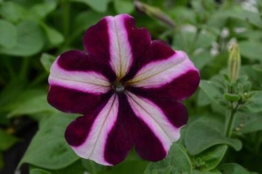S60152 Петуния кустовая Grandiflora Tango Burgundy Star 100 шт.