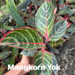 Аглаонема MANGKORN YOK (A156)