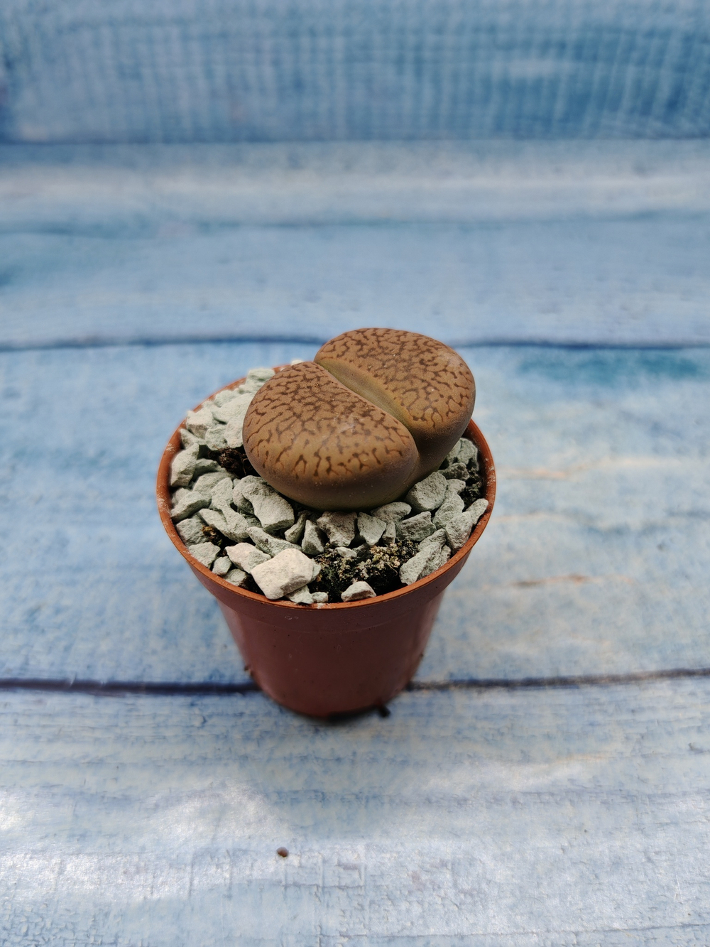 Lithops sp. (Литопсы)