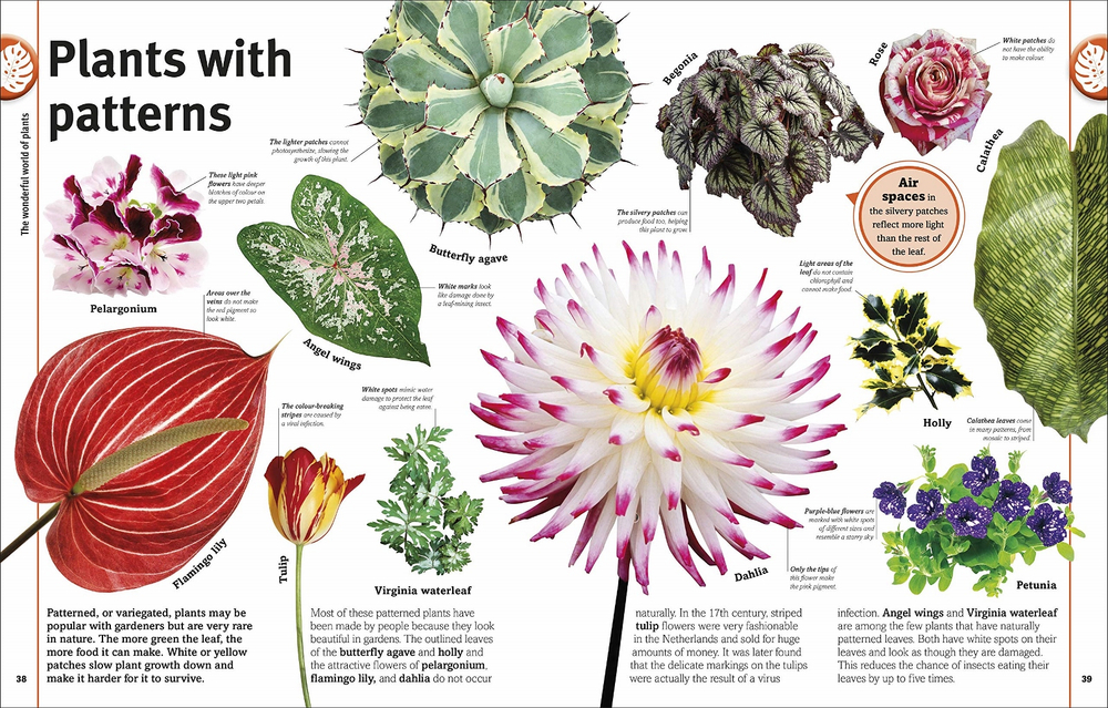 Trees, Leaves, Flowers and Seeds: A visual encyclopedia of the plant kingdom