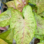 Сингониум GREEN ROOIBOS