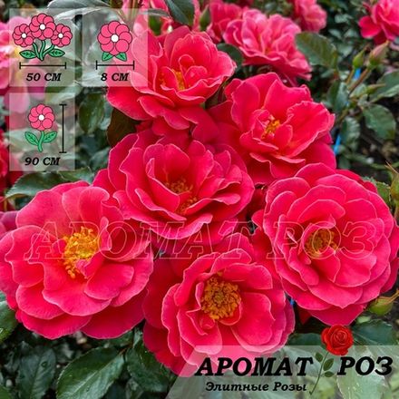 Мелюзина (Melusina)