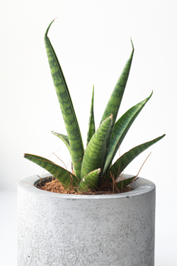 Сансевиерия Медуза