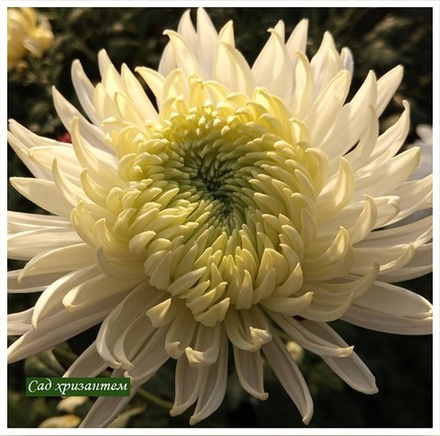 Хризантема одноголовая Magnum ☘ о.13 (нет в наличии)