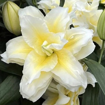 Лилия Розелили Людвина луковица март 2026