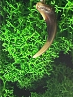 Амулет Коготь Лисы