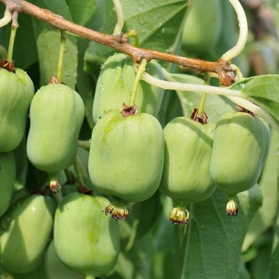 Актинидия Таежный изумруд (аргута) (горшок 2л)